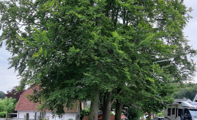 Buchen am Schützenplatz Egestorf