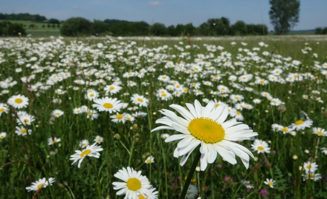 Artenreiche Wiese in Eckerde