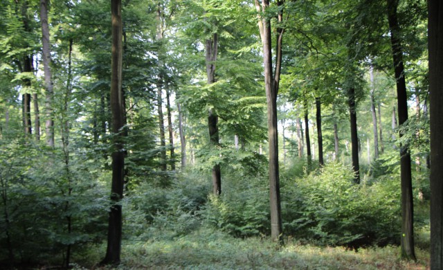 Naturwald im Deister