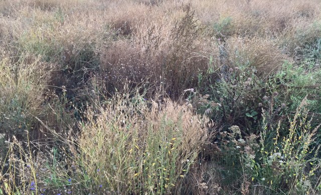 Blühstreifen am Waldrand oberhalb Hohenbostel 