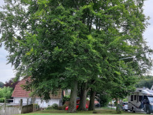 Buchen am Schützenplatz Egestorf