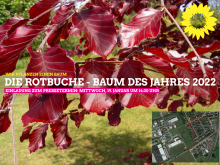 Die Rotbuche - Baum des Jahres 2022