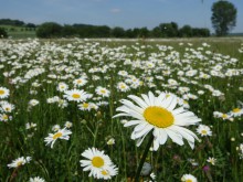 Artenreiche Wiese in Eckerde