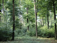 Naturwald im Deister